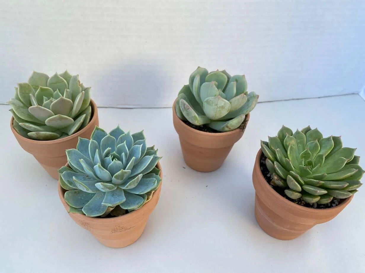 Group Of 4 Small Succulents Shipped In Terra Cotta Pots. A Great Gift!! Shop Early! 9 Group Of 4 Small Succulents Shipped In Terra Cotta Pots. A Great Gift!! Shop Early! - Image 7