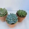 Group Of Three Small Succulents In Terra Cotta Pots | A Great Gift!!