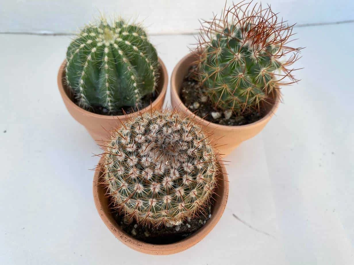 Group Of Three Small Cactus In Terra Cotta Pots | A Great Gift!! 3 Group Of Three Small Cactus In Terra Cotta Pots | A Great Gift!!