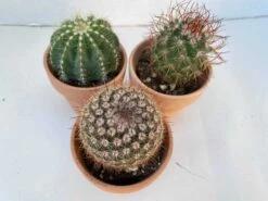 Group Of Three Small Cactus In Terra Cotta Pots | A Great Gift!! 12 Group Of Three Small Cactus In Terra Cotta Pots | A Great Gift!! -Cheap Plantly Store il fullxfull.2567297778 lz13