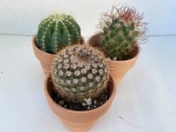 Group Of Three Small Cactus In Terra Cotta Pots | A Great Gift!! 14 Group Of Three Small Cactus In Terra Cotta Pots | A Great Gift!! -Cheap Plantly Store il fullxfull.2567297978 h06z