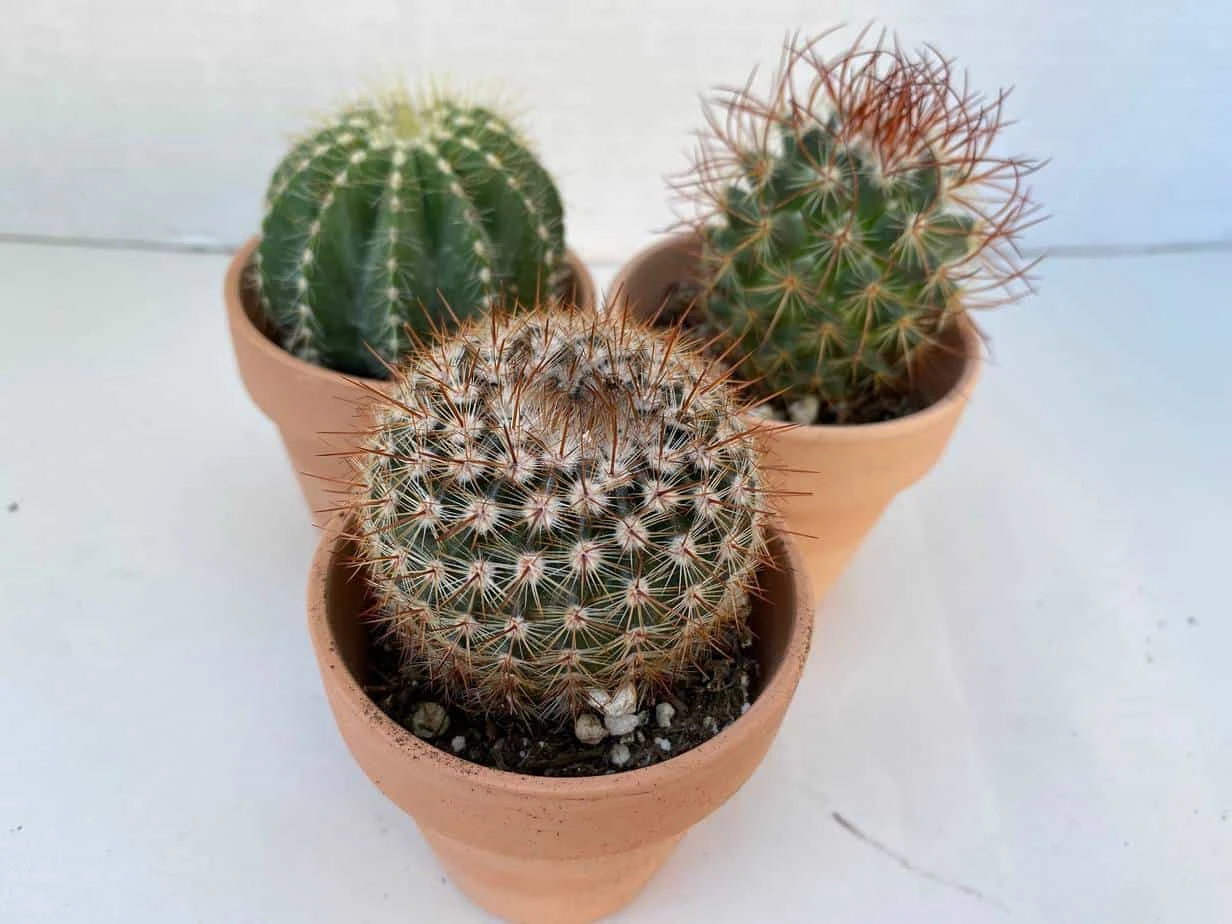 Group Of Three Small Cactus In Terra Cotta Pots | A Great Gift!! 8 Group Of Three Small Cactus In Terra Cotta Pots | A Great Gift!! - Image 6