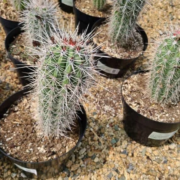 False Saguaro Cardon Or Pachycereus Pringlei Cactus. The Largest Species Of Cactus That Exists. 4 False Saguaro Cardon Or Pachycereus Pringlei Cactus. The Largest Species Of Cactus That Exists. - Image 2