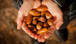 Rooted Acorns -Cheap Plantly Store il fullxfull.2597282654 rnz9 1