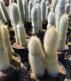 Cactus Plant. Mature Silver Torch Cactus. A Spiny, Cylindrical Cactus. -Cheap Plantly Store il fullxfull.2606119756 3lfk