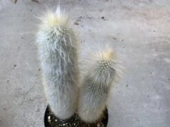 Cactus Plant. Mature Silver Torch Cactus. A Spiny, Cylindrical Cactus. -Cheap Plantly Store il fullxfull.2606120230 30m0