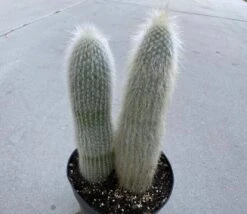 Cactus Plant. Mature Silver Torch Cactus. A Spiny, Cylindrical Cactus. -Cheap Plantly Store il fullxfull.2606120334 19m8