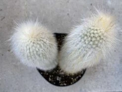 Cactus Plant. Mature Silver Torch Cactus. A Spiny, Cylindrical Cactus. -Cheap Plantly Store il fullxfull.2606120356 tc4j