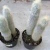 Cactus Plant. Mature Silver Torch Cactus. A Spiny, Cylindrical Cactus.