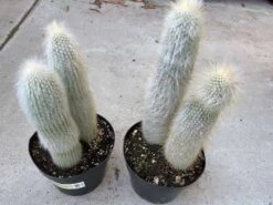 Cactus Plant. Mature Silver Torch Cactus. A Spiny, Cylindrical Cactus.
