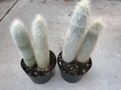 Cactus Plant. Mature Silver Torch Cactus. A Spiny, Cylindrical Cactus. -Cheap Plantly Store il fullxfull.2606120382 h9x2
