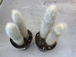 Cactus Plant. Mature Silver Torch Cactus. A Spiny, Cylindrical Cactus. -Cheap Plantly Store il fullxfull.2606120414 7iat