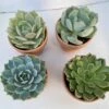 Group Of 4 Small Succulents Shipped In Terra Cotta Pots. A Great Gift!! Shop Early! -Cheap Plantly Store il fullxfull.2613421339 3qxj