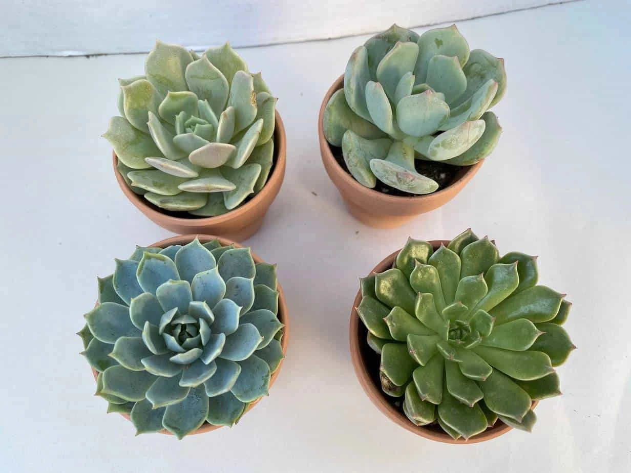 Group Of 4 Small Succulents Shipped In Terra Cotta Pots. A Great Gift!! Shop Early! 3 Group Of 4 Small Succulents Shipped In Terra Cotta Pots. A Great Gift!! Shop Early!