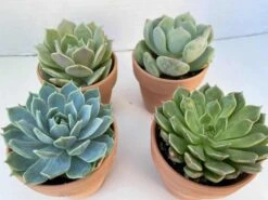 Group Of 4 Small Succulents Shipped In Terra Cotta Pots. A Great Gift!! Shop Early! 11 Group Of 4 Small Succulents Shipped In Terra Cotta Pots. A Great Gift!! Shop Early! -Cheap Plantly Store il fullxfull.2613421443 m1qc