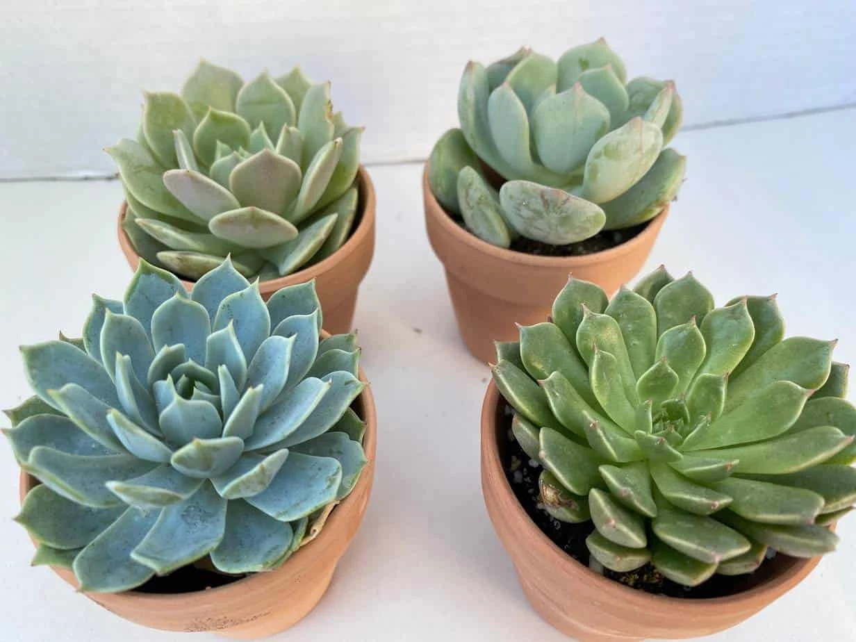 Group Of 4 Small Succulents Shipped In Terra Cotta Pots. A Great Gift!! Shop Early! 5 Group Of 4 Small Succulents Shipped In Terra Cotta Pots. A Great Gift!! Shop Early! - Image 3
