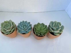 Group Of 4 Small Succulents Shipped In Terra Cotta Pots. A Great Gift!! Shop Early! 13 Group Of 4 Small Succulents Shipped In Terra Cotta Pots. A Great Gift!! Shop Early! -Cheap Plantly Store il fullxfull.2613421567 n8vp