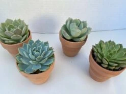 Group Of 4 Small Succulents Shipped In Terra Cotta Pots. A Great Gift!! Shop Early! 14 Group Of 4 Small Succulents Shipped In Terra Cotta Pots. A Great Gift!! Shop Early! -Cheap Plantly Store il fullxfull.2613421617 nrmi
