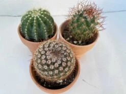 Group Of Three Small Cactus In Terra Cotta Pots | A Great Gift!! 11 Group Of Three Small Cactus In Terra Cotta Pots | A Great Gift!! -Cheap Plantly Store il fullxfull.2614953975 90dn