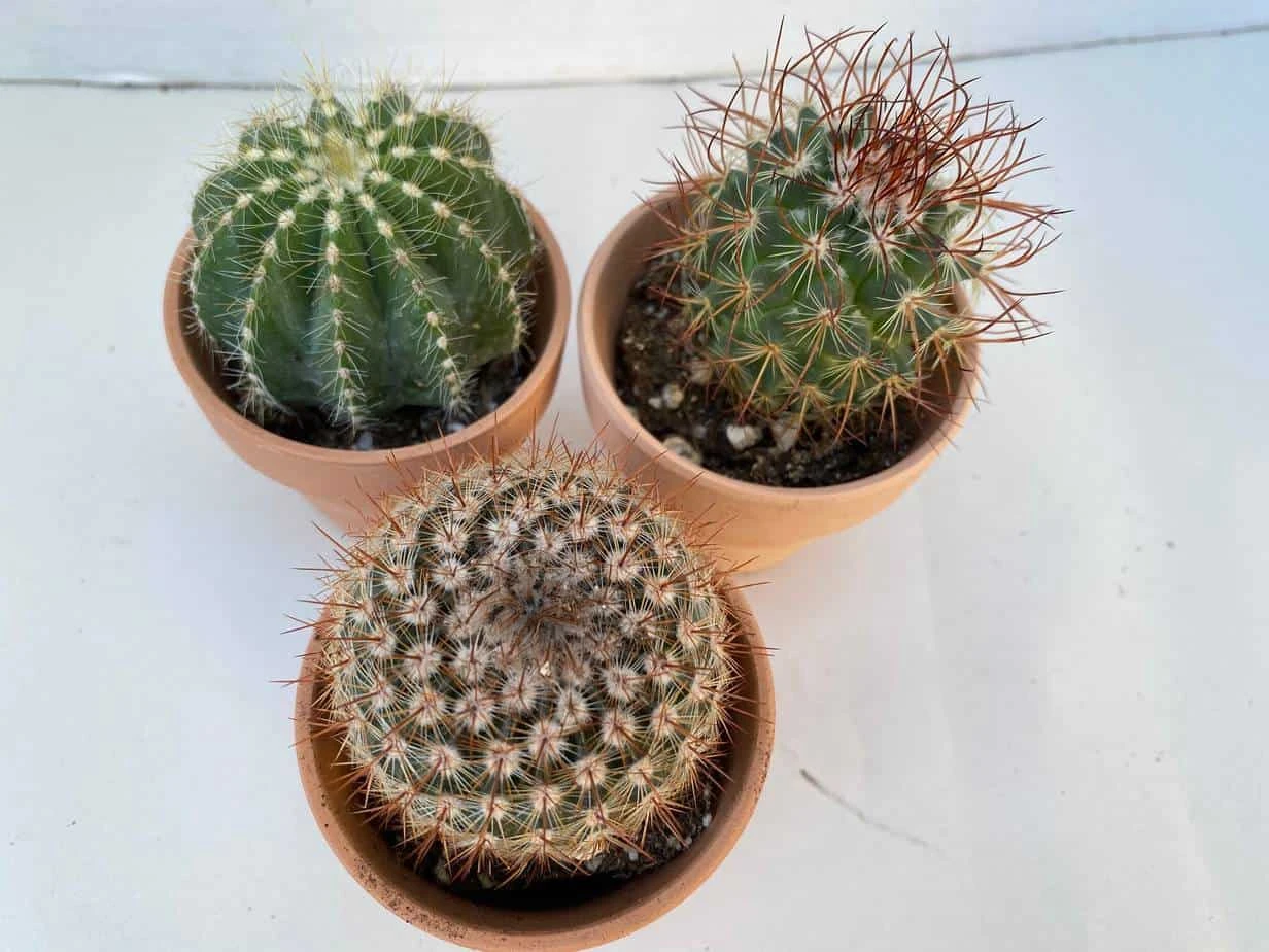 Group Of Three Small Cactus In Terra Cotta Pots | A Great Gift!! 7 Group Of Three Small Cactus In Terra Cotta Pots | A Great Gift!! - Image 5