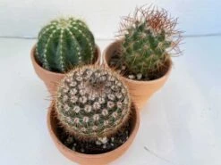 Group Of Three Small Cactus In Terra Cotta Pots | A Great Gift!! 15 Group Of Three Small Cactus In Terra Cotta Pots | A Great Gift!! -Cheap Plantly Store il fullxfull.2614954333 j7le