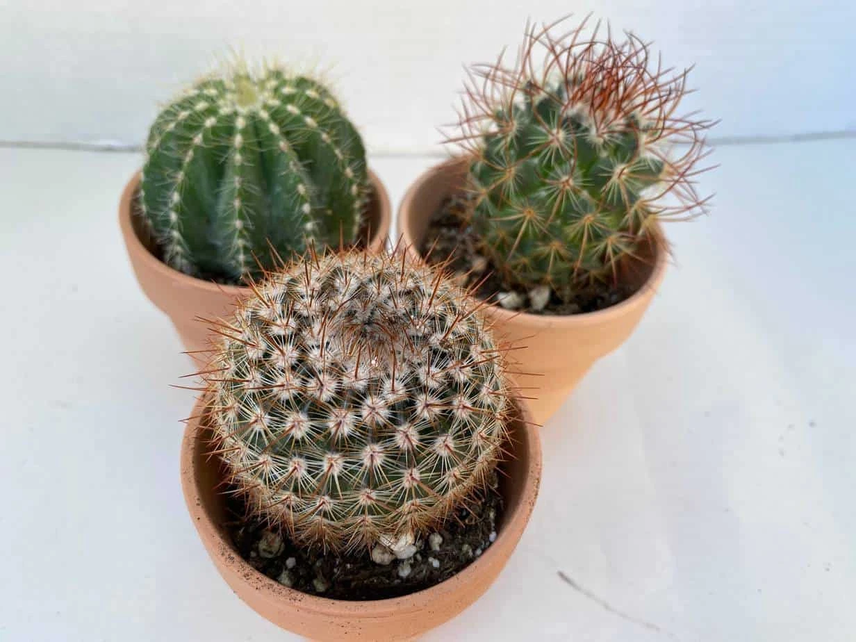 Group Of Three Small Cactus In Terra Cotta Pots | A Great Gift!! 9 Group Of Three Small Cactus In Terra Cotta Pots | A Great Gift!! - Image 7