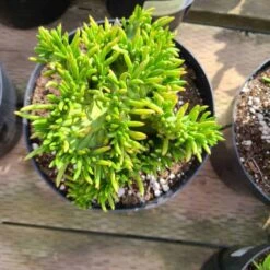 Mature Cactus Plant Eve's Needle Crest. Crested Form With Undulating Green Fans. Green And Yellow "soft" Needles. -Cheap Plantly Store il fullxfull.2631323049 gxad