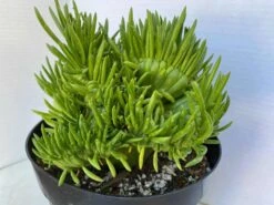 Mature Cactus Plant Eve's Needle Crest. Crested Form With Undulating Green Fans. Green And Yellow "soft" Needles.