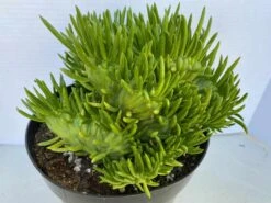 Mature Cactus Plant Eve's Needle Crest. Crested Form With Undulating Green Fans. Green And Yellow "soft" Needles. -Cheap Plantly Store il fullxfull.2631323223 7a6a