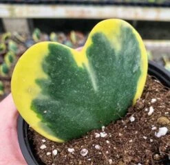 Variegated Hoya Kerrii Heart / Sweetheart Plant / Mothers Day Plant / Hoya Plant / Heart Shaped Succulent / Heart Hoya / Live Plant Rare -Cheap Plantly Store il fullxfull.2669424458 pe3r