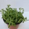 Medium Succulent Plant - String Of Dolphins. Perfect For A Hanging Basket -Cheap Plantly Store il fullxfull.2776511201 4tct