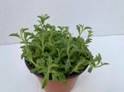 Cheap Plantly Store 31 Medium Succulent Plant - String Of Dolphins. Perfect For A Hanging Basket