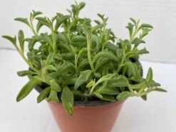 Cheap Plantly Store -Cheap Plantly Store il fullxfull.2776511341 qb7v