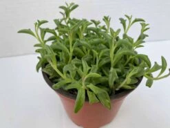 Medium Succulent Plant - String Of Dolphins. Perfect For A Hanging Basket -Cheap Plantly Store il fullxfull.2776511749 f5c5