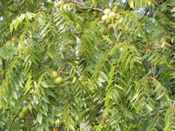 Black Walnut Seedling -Cheap Plantly Store il fullxfull.2800591016 krss