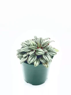 Peperomia Rosso Albovittata, Piccolo Banda / Ivy Leaf Peperomia / Peperomia Piccolo Peacock / Peacock Peperomia