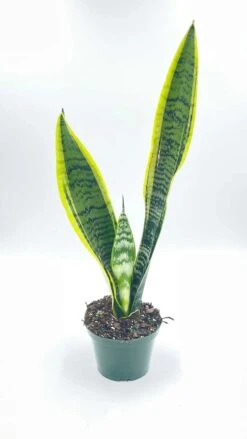 Variegated Snake Plant, Cow's Tongue, Lengua De Vaca, St George's Sword, Mother-in-law's Tongue, Viper's Bowstring Hemp Dracaena Trifasciata -Cheap Plantly Store il fullxfull.2890434730 8a2y