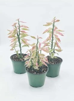 Variegated Devil's Backbone, Devil's Roots, Japanese Poinsettia, Slipper Spurge, Redbird Cactus 'Variegatus' Pedilanthus Tithymaloides -Cheap Plantly Store il fullxfull.2909405137 kszk