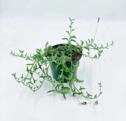 String Of Dolphins! Curio X Peregrinus / Dolphin Necklace, Flying Dolphins / Dolphin Plant / Senecio Hippogriff / String Of Dolphins Plant -Cheap Plantly Store il fullxfull.2914289907 bx8b