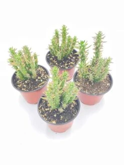 Austrocylindropuntia Subulata, Pink Eve’s Pin Needle Cactus, Opuntia Cactus, Opuntia Subulata Cylindrica, Austrocylindropuntia Subulata -Cheap Plantly Store il fullxfull.2937841459 moie