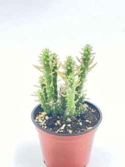 Austrocylindropuntia Subulata, Pink Eve’s Pin Needle Cactus, Opuntia Cactus, Opuntia Subulata Cylindrica, Austrocylindropuntia Subulata -Cheap Plantly Store il fullxfull.2937841717 oqvv