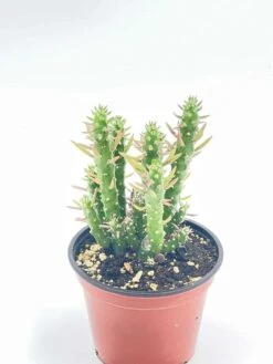 Austrocylindropuntia Subulata, Pink Eve’s Pin Needle Cactus, Opuntia Cactus, Opuntia Subulata Cylindrica, Austrocylindropuntia Subulata -Cheap Plantly Store il fullxfull.2937841807 fbyc