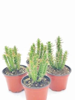 Austrocylindropuntia Subulata, Pink Eve’s Pin Needle Cactus, Opuntia Cactus, Opuntia Subulata Cylindrica, Austrocylindropuntia Subulata -Cheap Plantly Store il fullxfull.2937853817 l2qu