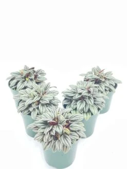 Peperomia Rosso Albovittata, Piccolo Banda / Ivy Leaf Peperomia / Peperomia Piccolo Peacock / Peacock Peperomia -Cheap Plantly Store il fullxfull.2938039799 ebt6