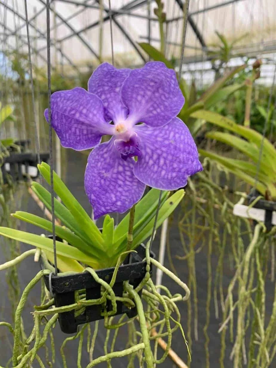 Vanda Flower Plant From Hawaii Exotic Blue/Purple/Pink/Red Flower 4 Vanda Flower Plant From Hawaii Exotic Blue/Purple/Pink/Red Flower - Image 2