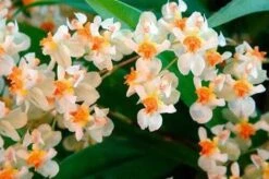 Live Oncidium Twinkle ‘White' 'Gold Dust' Orchid From Hawaii | Tropical Hawaiian Exotic Plant -Cheap Plantly Store il fullxfull.2971501424 9p77