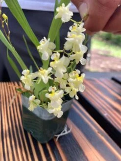 Live Oncidium Twinkle ‘White' 'Gold Dust' Orchid From Hawaii | Tropical Hawaiian Exotic Plant -Cheap Plantly Store il fullxfull.2971501646 o7l7