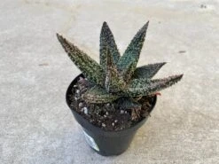 Medium Succulent Plant - Star Aloe 'Tarantula' Hybrid. An Extremely Rare And Very Limited Aloe. -Cheap Plantly Store il fullxfull.2977842864 sv90