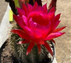 Mature Torch Cactus | Beautiful Coloring And Even Ribs Make Up This Fast Growing Cactus 15 Mature Torch Cactus | Beautiful Coloring And Even Ribs Make Up This Fast Growing Cactus -Cheap Plantly Store il fullxfull.2996345018 1c0r
