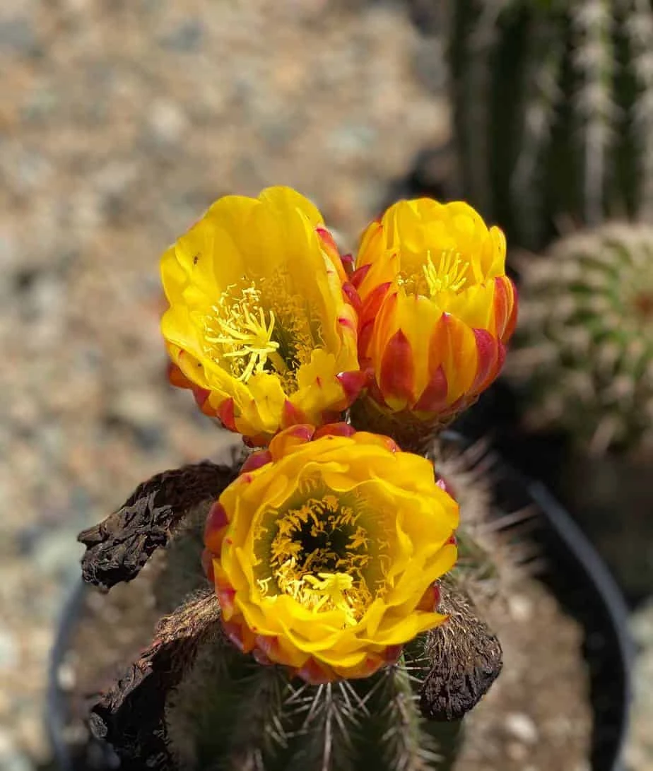 Mature Torch Cactus | Beautiful Coloring And Even Ribs Make Up This Fast Growing Cactus 4 Mature Torch Cactus | Beautiful Coloring And Even Ribs Make Up This Fast Growing Cactus - Image 2